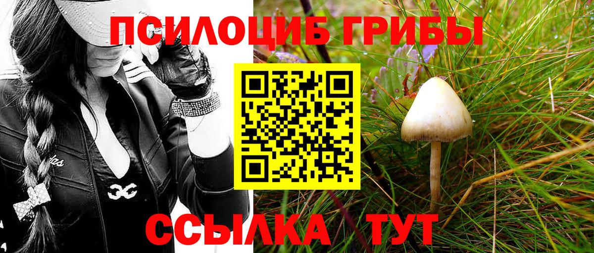 Галлюциногенные грибы Psilocybe Таганрог