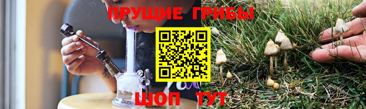 Таганрог  Псилоцибиновые грибы Cubensis  Вход с VPN 